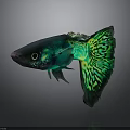 Vibrant Green And Blue Fish With Patterned Tail In Dark Background