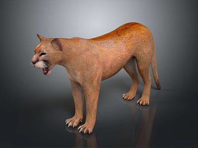 Realistic 3D Brown Cougar Standing with Open Mouth on Dark Background 3d model