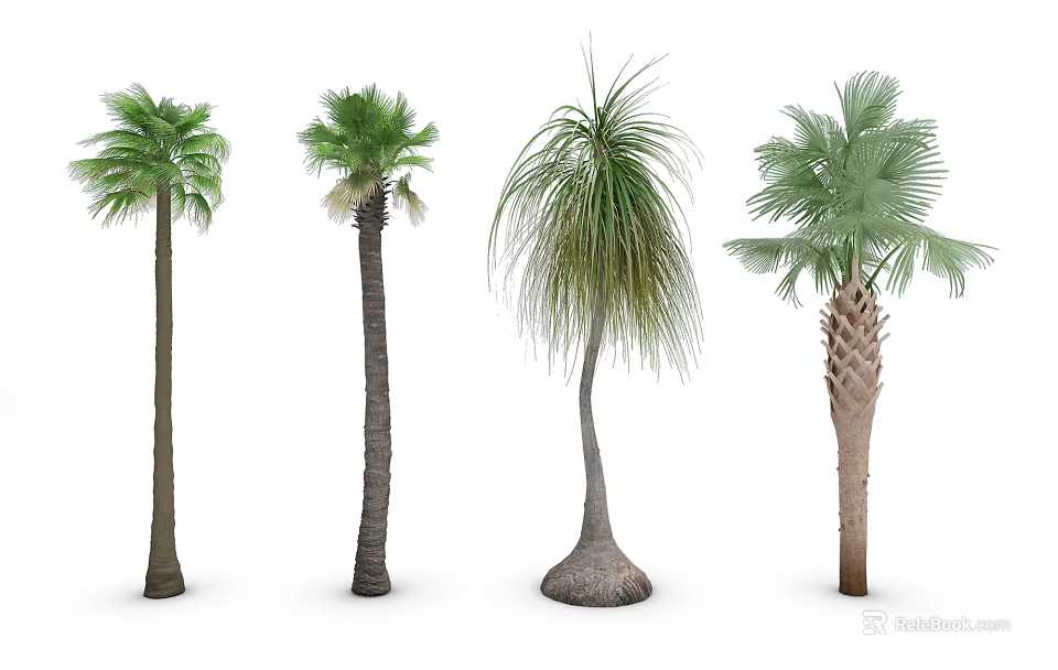 Various Palm Tree Varieties With Diverse Leaf Shapes and Trunk Structures 3d model 