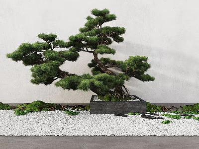 Bonsai Tree with Shaped Trunk Lush Foliage in Square Black Pot White Pebbles Green Moss 3d model