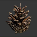 Natural Detailed Pinecone With Brown Textured Scales Isolated On Dark Background With Reflection