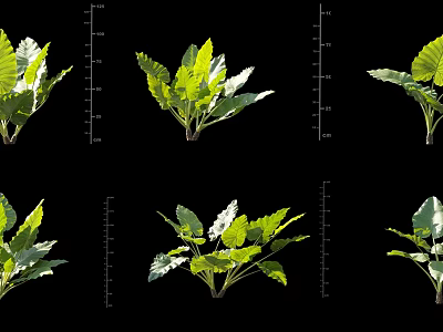 Arbor Varieties With Green Leaves And Size Measurement In Different Growth States 3d model