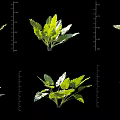 Arbor Varieties With Green Leaves And Size Measurement In Different Growth States