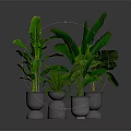 Large Leaf Tropical Plants in Metallic Silver Pots for Indoor Decoration