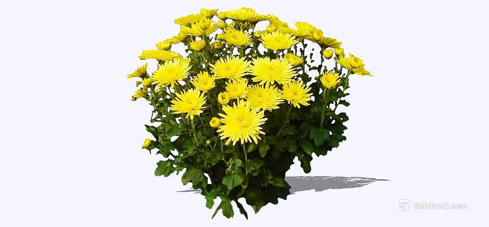 Bright Yellow Chrysanthemum Bouquet With Fresh Green Leaves And Vibrant Petals 3d model 
