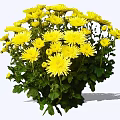 Bright Yellow Chrysanthemum Bouquet With Fresh Green Leaves And Vibrant Petals