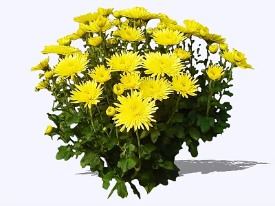 Bright Yellow Chrysanthemum Bouquet With Fresh Green Leaves And Vibrant Petals 3d model