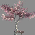 Pink Blossom Tree With Curved Trunk And Wooden Bench In Outdoor Setting