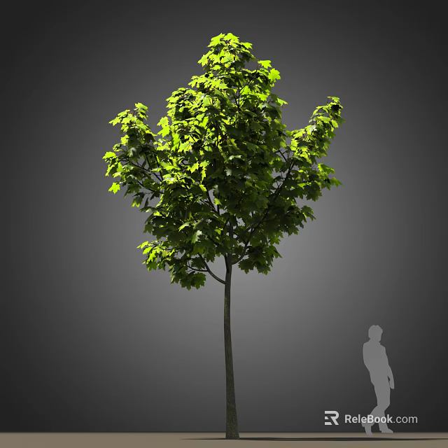 Tall Lush Arbor With Dense Green Leaves Slender Trunk And Human Silhouette 3d model 