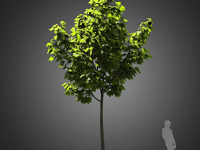 Tall Lush Arbor With Dense Green Leaves Slender Trunk And Human Silhouette 3d model