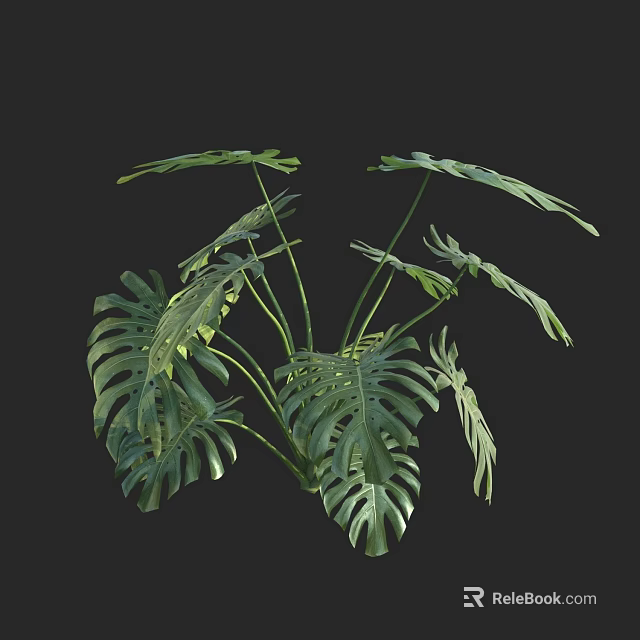 Potted Monstera Plant With Large Green Leaves And Lush Foliage For Indoor Decor 3d model 