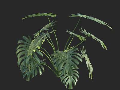 Potted Monstera Plant With Large Green Leaves And Lush Foliage For Indoor Decor 3d model