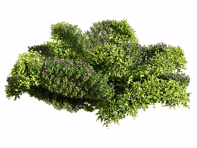 Lush Green Foliage With Tiny Purple Flowers In Natural Growth 3d model