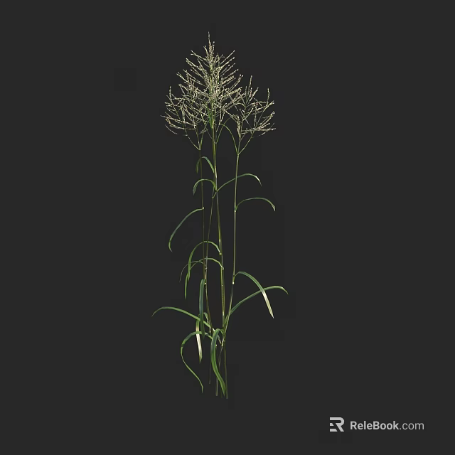 Elegant Tall Green Grass with Long Leaves and White Spiky Flowers Against Black Background 3d model 