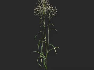 Elegant Tall Green Grass with Long Leaves and White Spiky Flowers Against Black Background 3d model