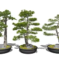Elegant Bonsai Pine Trees In Decorative Pots With Moss And Stones