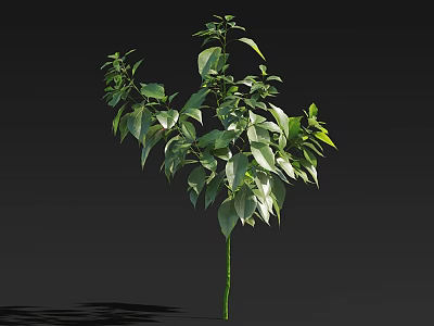Vibrant Arbor With Lush Green Leaves And Strong Upright Trunk Isolated On Dark Background 3d model