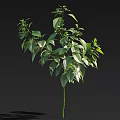 Vibrant Arbor With Lush Green Leaves And Strong Upright Trunk Isolated On Dark Background