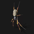 Large Spider With Light Body Long Legs And Yellow Brown Stripes On Black Background