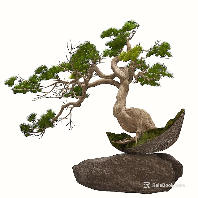 Artistic Bonsai Tree with Curved Trunk Pine Foliage in Boat Shaped Pot on Rock Base 3d model 