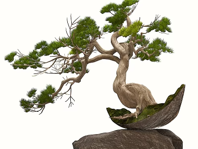 Artistic Bonsai Tree with Curved Trunk Pine Foliage in Boat Shaped Pot on Rock Base 3d model