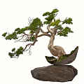 Artistic Bonsai Tree with Curved Trunk Pine Foliage in Boat Shaped Pot on Rock Base