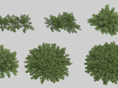 Various Green Bush Varieties Perfect for Outdoor Garden Decoration and Landscaping 3d model