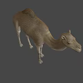 Realistic Dromedary Camel 3D Model Standing With Detailed Fur Texture 3d model