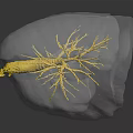 Transparent Biological Structure With Yellow Branching Networks And Reflective Surface