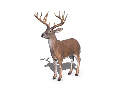 Realistic Brown Deer With Majestic Antlers Standing Side View On White Background 3d model
