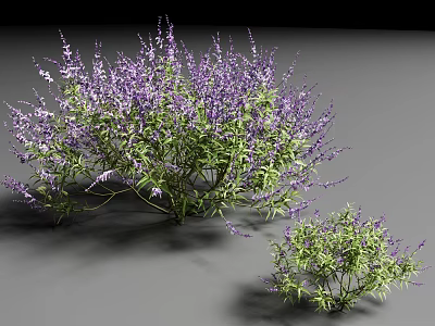 Two Lush Shrubs With Purple Flowers And Green Leaves In Gray Background 3d model