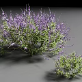 Two Lush Shrubs With Purple Flowers And Green Leaves In Gray Background