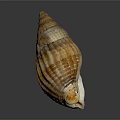 Natural Seashell With Orange Brown Stripes On Gray Reflective Background