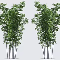 Lush Green Bamboo Plants with Tall Slender Stems and Fresh Foliage