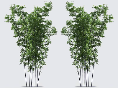 Lush Green Bamboo Plants with Tall Slender Stems and Fresh Foliage 3d model
