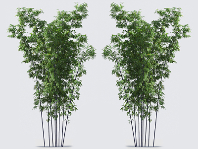 Modern bamboo 3d model