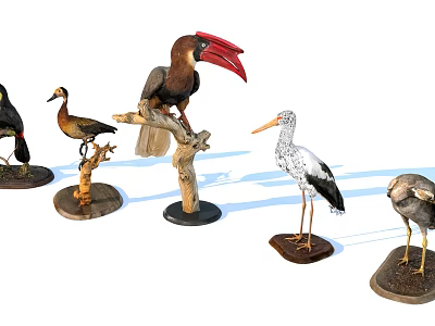 Bird Models of Various Species Perched on Wooden Stands for Display Collection 3d model