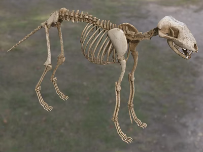 Dog Like Mammal Skeleton With Complete Bone Structure On Grassland Background 3d model