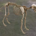 Dog Like Mammal Skeleton With Complete Bone Structure On Grassland Background 3d model