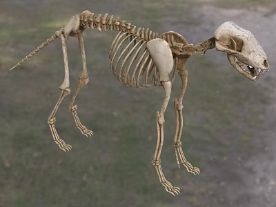 Ancient bone wolf fossil 3d model Ancient bone wolf fossil 3d model