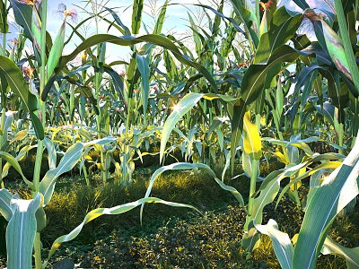 Healthy Corn Crop Growing in Farmland With Tall Green Stalks and Leaves 3d model