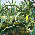 Healthy Corn Crop Growing in Farmland With Tall Green Stalks and Leaves