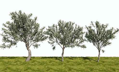 Landscape Plants Trees Ornamental Trees 3d model