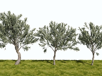 Landscape Plants Trees Ornamental Trees 3d model