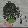 Osmanthus Tree As Arbor With 1.6m Diameter And 1.8m Height Comparison 3d model
