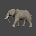 Gray Elephant With Long White Tusks Standing In 3D Model Pose 3d model