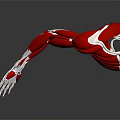 3D Rendered Human Arm Muscle Anatomy with Muscles Bones Grey Background and Reflection