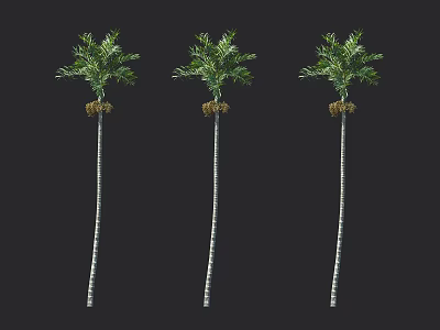 Three Tall Trees Featuring Slender White Trunks Green Leaves And Root Structures 3d model