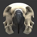 Modern skull The skull of the raven 3d model