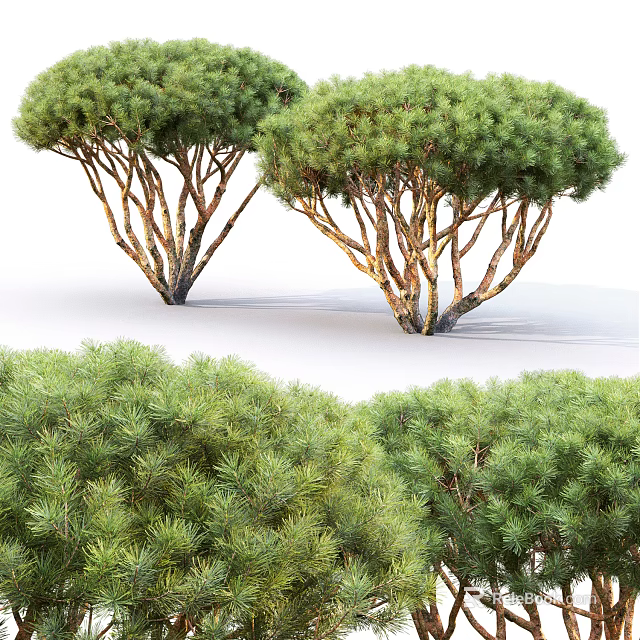 Lush Green Trees With Branching Trunks And Dense Green Foliage 3d model 